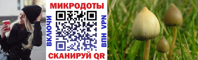 МЕГА ТОР  что такое   Чкаловск  Галлюциногенные грибы Psilocybe 